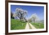 Cherry Blossom at Eggenen Valley-Marcus-Framed Photographic Print