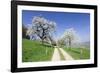 Cherry Blossom at Eggenen Valley-Marcus-Framed Photographic Print