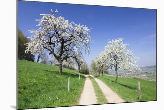 Cherry Blossom at Eggenen Valley-Marcus-Mounted Photographic Print