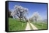 Cherry Blossom at Eggenen Valley-Marcus-Framed Stretched Canvas