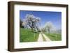 Cherry Blossom at Eggenen Valley-Marcus-Framed Photographic Print