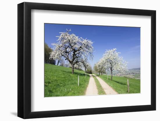 Cherry Blossom at Eggenen Valley-Marcus-Framed Photographic Print