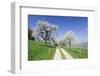 Cherry Blossom at Eggenen Valley-Marcus-Framed Photographic Print