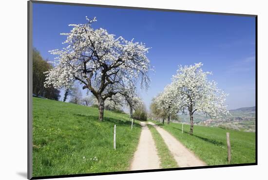 Cherry Blossom at Eggenen Valley-Marcus-Mounted Photographic Print