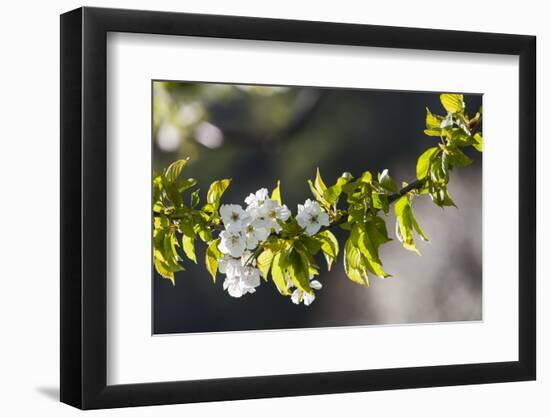 Cherry Blossom at the Foot of the Leitha Mountains Between Donnerskirchen and Purbach-Gerhard Wild-Framed Photographic Print