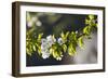 Cherry Blossom at the Foot of the Leitha Mountains Between Donnerskirchen and Purbach-Gerhard Wild-Framed Photographic Print