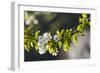 Cherry Blossom at the Foot of the Leitha Mountains Between Donnerskirchen and Purbach-Gerhard Wild-Framed Photographic Print