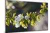 Cherry Blossom at the Foot of the Leitha Mountains Between Donnerskirchen and Purbach-Gerhard Wild-Mounted Photographic Print