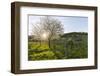 Cherry Blossom at the Foot of the Leitha Mountains Between Donnerskirchen and Purbach-Gerhard Wild-Framed Photographic Print