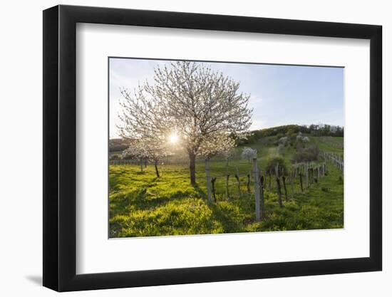 Cherry Blossom at the Foot of the Leitha Mountains Between Donnerskirchen and Purbach-Gerhard Wild-Framed Photographic Print