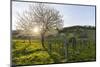 Cherry Blossom at the Foot of the Leitha Mountains Between Donnerskirchen and Purbach-Gerhard Wild-Mounted Photographic Print