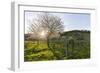 Cherry Blossom at the Foot of the Leitha Mountains Between Donnerskirchen and Purbach-Gerhard Wild-Framed Photographic Print