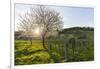 Cherry Blossom at the Foot of the Leitha Mountains Between Donnerskirchen and Purbach-Gerhard Wild-Framed Photographic Print