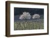 Cherry Blossom at the Foot of the Leitha Mountains Between Donnerskirchen and Purbach-Gerhard Wild-Framed Photographic Print