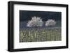 Cherry Blossom at the Foot of the Leitha Mountains Between Donnerskirchen and Purbach-Gerhard Wild-Framed Photographic Print