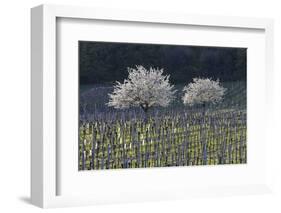 Cherry Blossom at the Foot of the Leitha Mountains Between Donnerskirchen and Purbach-Gerhard Wild-Framed Photographic Print