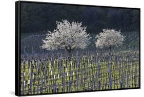 Cherry Blossom at the Foot of the Leitha Mountains Between Donnerskirchen and Purbach-Gerhard Wild-Framed Stretched Canvas