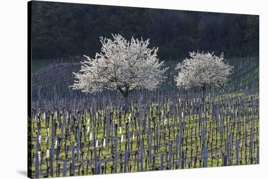 Cherry Blossom at the Foot of the Leitha Mountains Between Donnerskirchen and Purbach-Gerhard Wild-Stretched Canvas