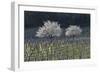 Cherry Blossom at the Foot of the Leitha Mountains Between Donnerskirchen and Purbach-Gerhard Wild-Framed Photographic Print