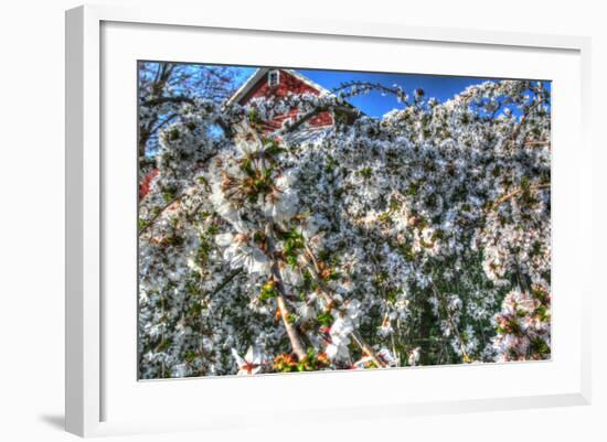 Cherry Blossom Barn-Robert Goldwitz-Framed Photographic Print