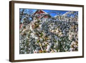 Cherry Blossom Barn-Robert Goldwitz-Framed Photographic Print