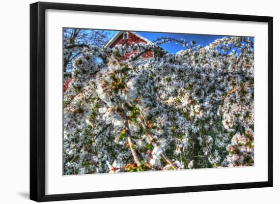 Cherry Blossom Barn-Robert Goldwitz-Framed Photographic Print