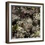 Cherry Blossom Child, 2015-Elinleticia H?gabo-Framed Giclee Print