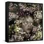 Cherry Blossom Child, 2015-Elinleticia H?gabo-Framed Stretched Canvas