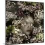 Cherry Blossom Child, 2015-Elinleticia H?gabo-Mounted Giclee Print