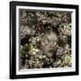 Cherry Blossom Child, 2015-Elinleticia H?gabo-Framed Giclee Print