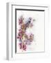 Cherry Blossom Days-The Tangled Peacock-Framed Giclee Print