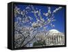 Cherry Blossom Festival and the Jefferson Memorial, Washington DC, USA-Michele Molinari-Framed Stretched Canvas