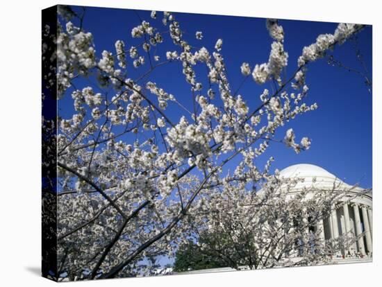 Cherry Blossom Festival and the Jefferson Memorial, Washington DC, USA-Michele Molinari-Stretched Canvas