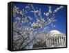 Cherry Blossom Festival and the Jefferson Memorial, Washington DC, USA-Michele Molinari-Framed Stretched Canvas