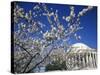 Cherry Blossom Festival and the Jefferson Memorial, Washington DC, USA-Michele Molinari-Stretched Canvas