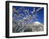 Cherry Blossom Festival and the Jefferson Memorial, Washington DC, USA-Michele Molinari-Framed Photographic Print