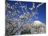 Cherry Blossom Festival and the Jefferson Memorial, Washington DC, USA-Michele Molinari-Mounted Photographic Print