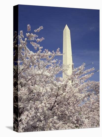 Cherry Blossom Festival and the Washington Monument, Washington DC, USA-Michele Molinari-Stretched Canvas