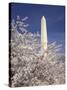 Cherry Blossom Festival and the Washington Monument, Washington DC, USA-Michele Molinari-Stretched Canvas