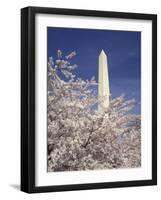Cherry Blossom Festival and the Washington Monument, Washington DC, USA-Michele Molinari-Framed Photographic Print