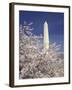 Cherry Blossom Festival and the Washington Monument, Washington DC, USA-Michele Molinari-Framed Photographic Print