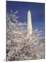 Cherry Blossom Festival and the Washington Monument, Washington DC, USA-Michele Molinari-Mounted Photographic Print