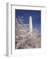 Cherry Blossom Festival and the Washington Monument, Washington DC, USA-Michele Molinari-Framed Photographic Print