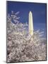 Cherry Blossom Festival and the Washington Monument, Washington DC, USA-Michele Molinari-Mounted Photographic Print