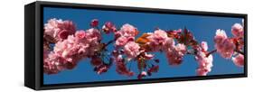 Cherry Blossom Flowers-null-Framed Stretched Canvas