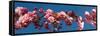 Cherry Blossom Flowers-null-Framed Stretched Canvas