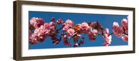 Cherry Blossom Flowers-null-Framed Photographic Print