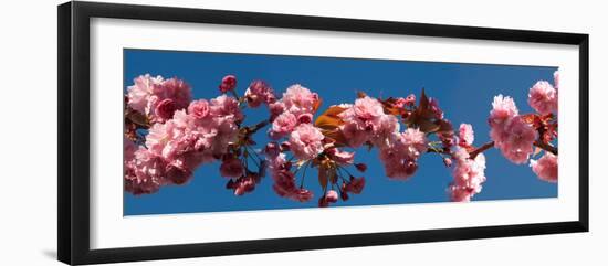 Cherry Blossom Flowers-null-Framed Photographic Print