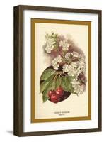 Cherry Blossom Fruit-W.h.j. Boot-Framed Art Print