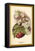 Cherry Blossom Fruit-W.h.j. Boot-Framed Stretched Canvas